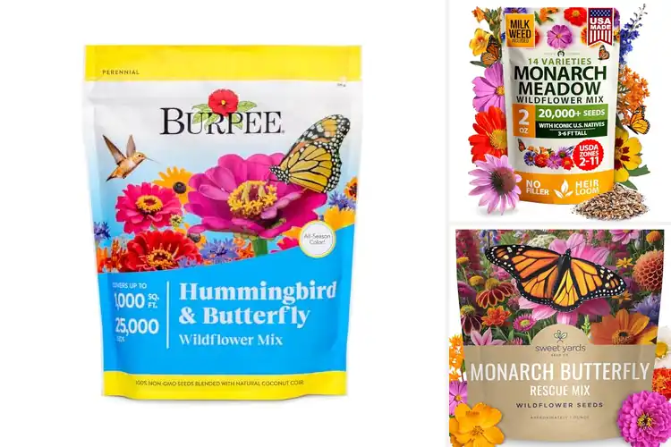 Detailed view of Best Butterfly Attracting Seeds