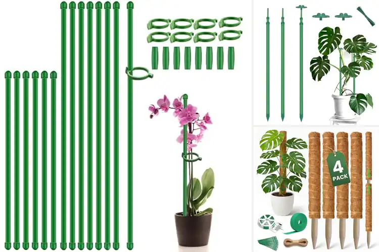 Detailed view of Best Plant Support Stakes: Top 10 Picks for Healthy Growth