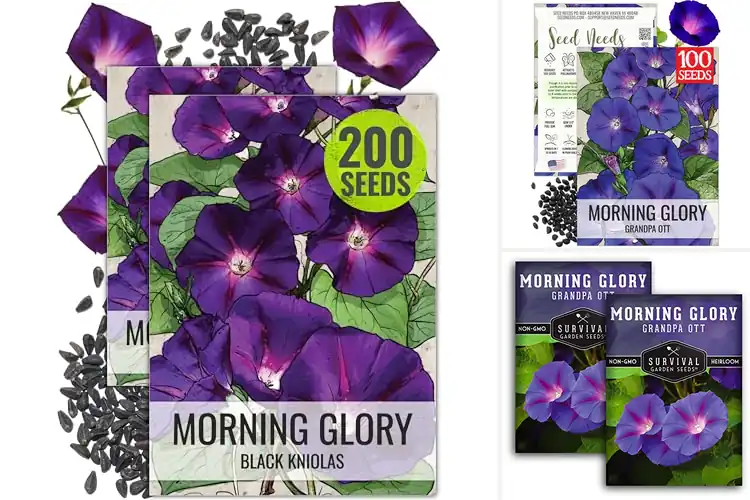 Detailed view of Best Purple Morning Glory Seeds