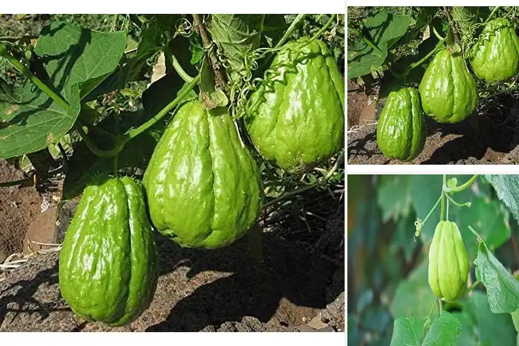 Detailed view of Best Sprouted Chayote Squash Seeds: 5 Fast-Sprouting Picks